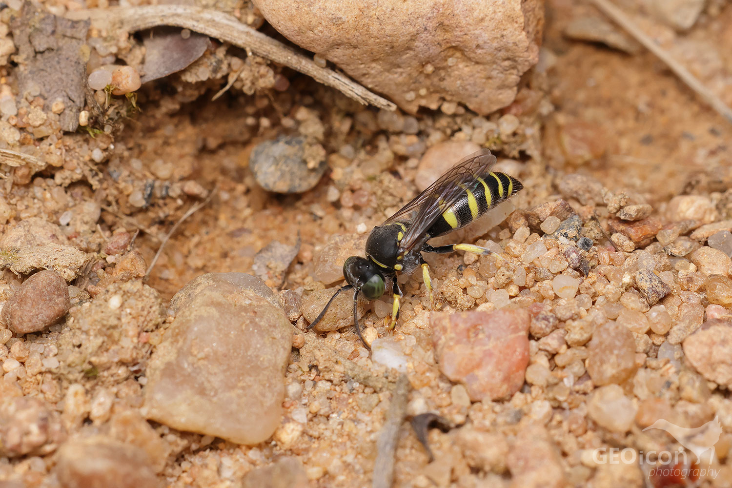 Sand wasp (Bembecinus tridens)