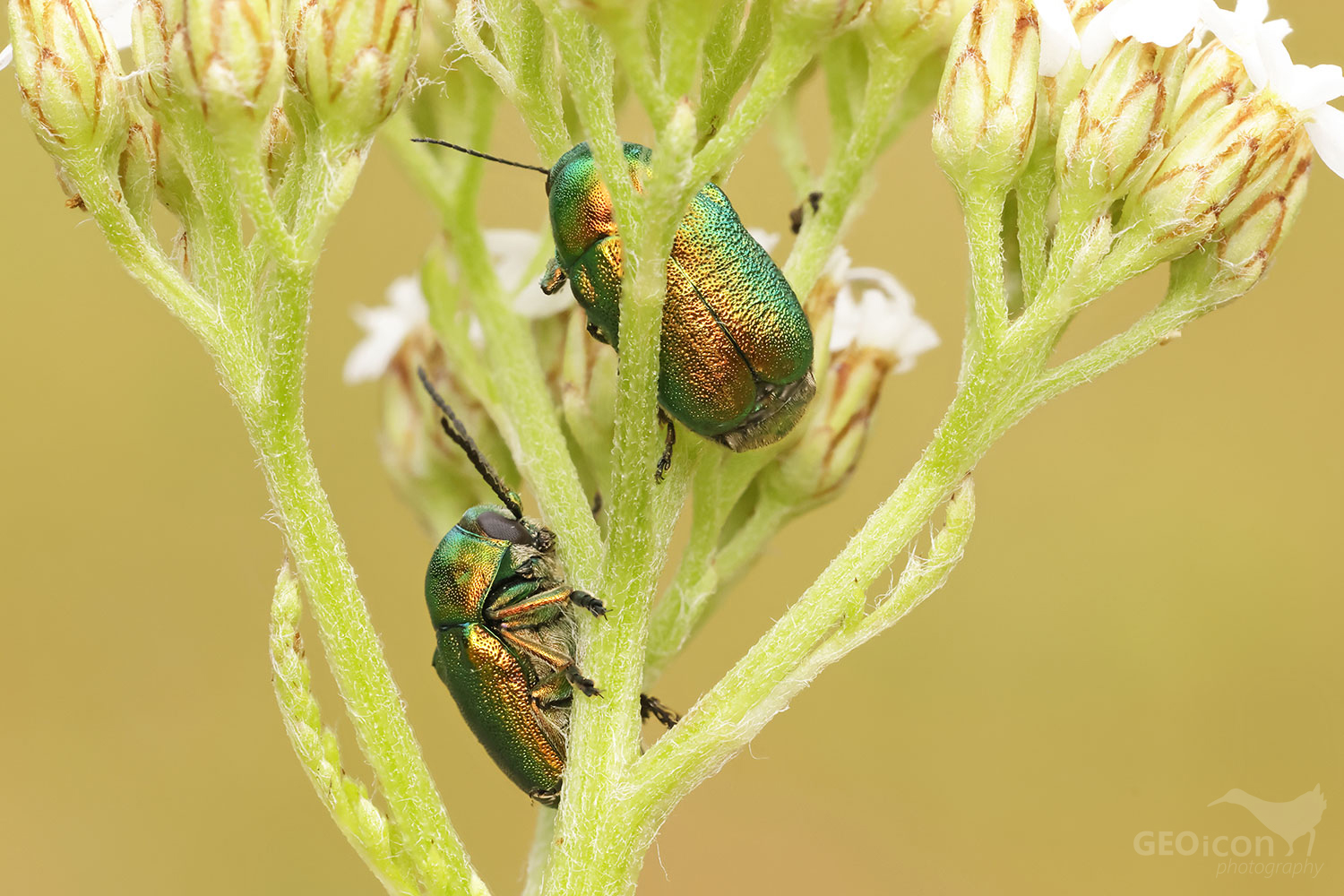 Metallic-colored beetle Cryptocephalus androgyne