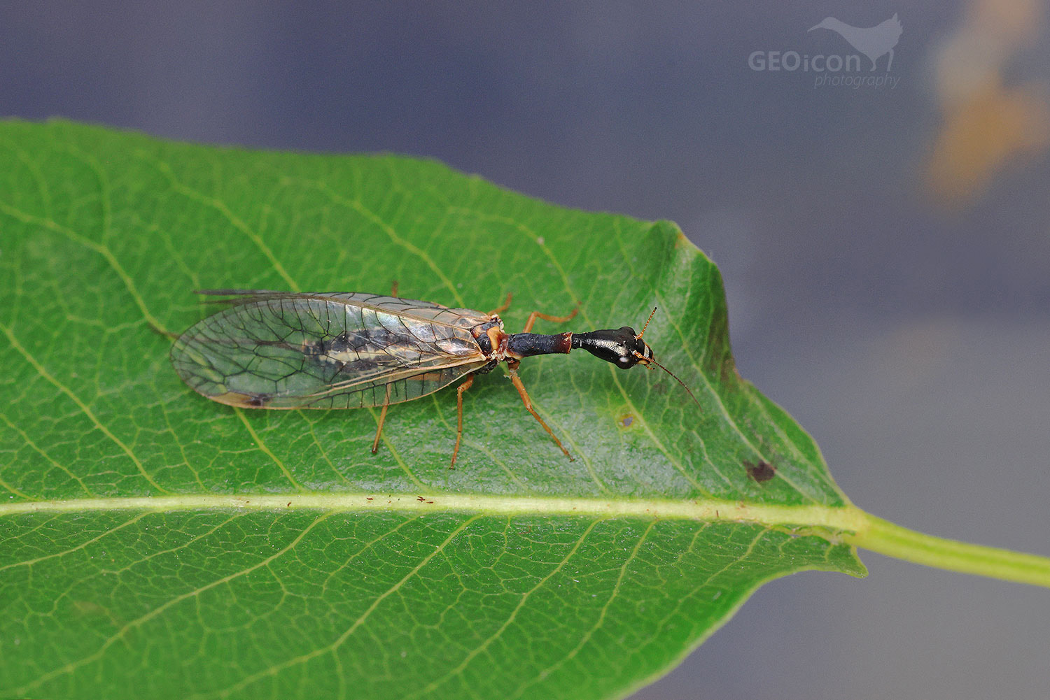 Snakefly / dlouhošíjka znamenaná (Phaeostigma notata)