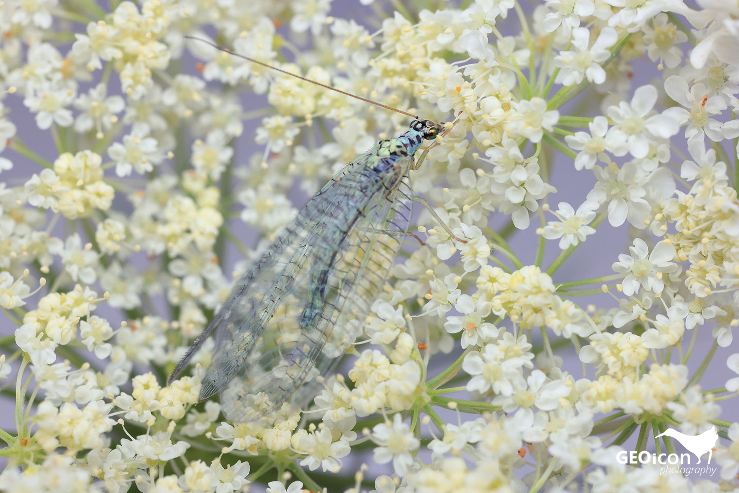 Net-winged insect / zlatoočka skvrnitá (Chrysopa perla)