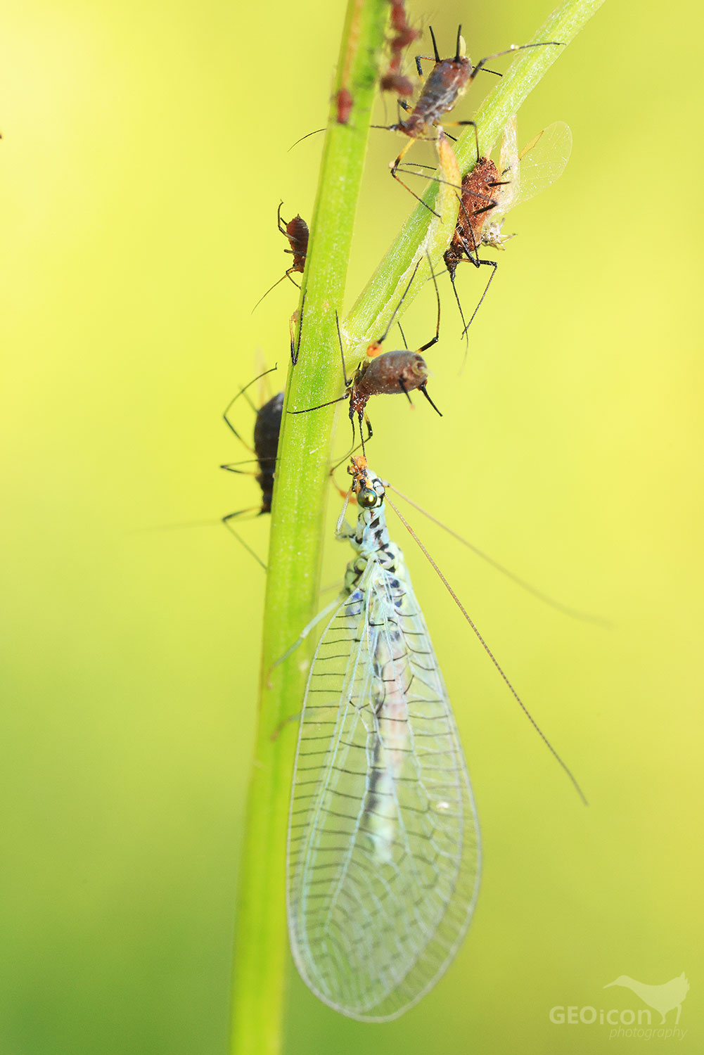 Net-winged insect / zlatoočka skvrnitá (Chrysopa perla)