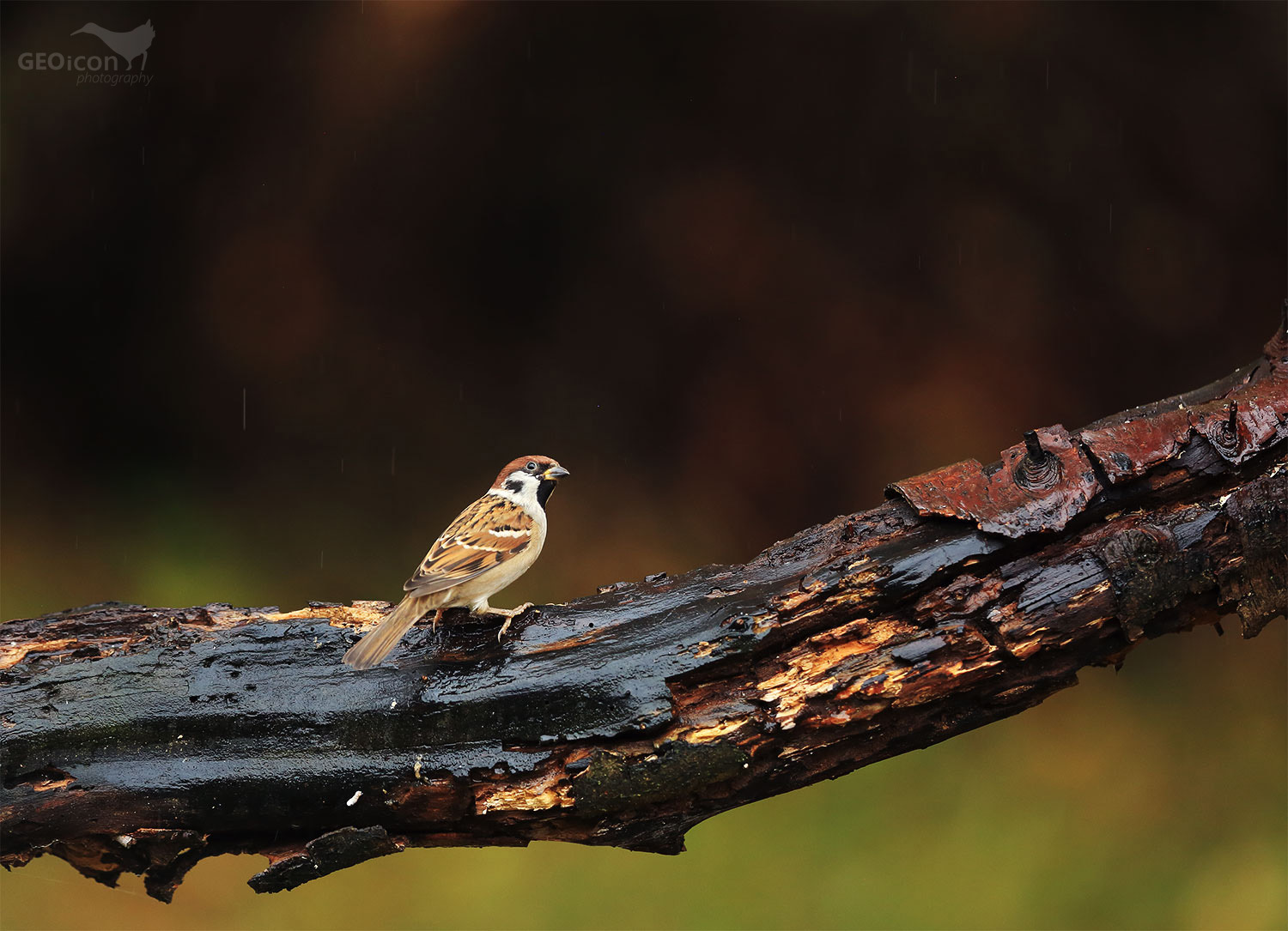 Tree sparrow / vrabec polní (Passer montanus)