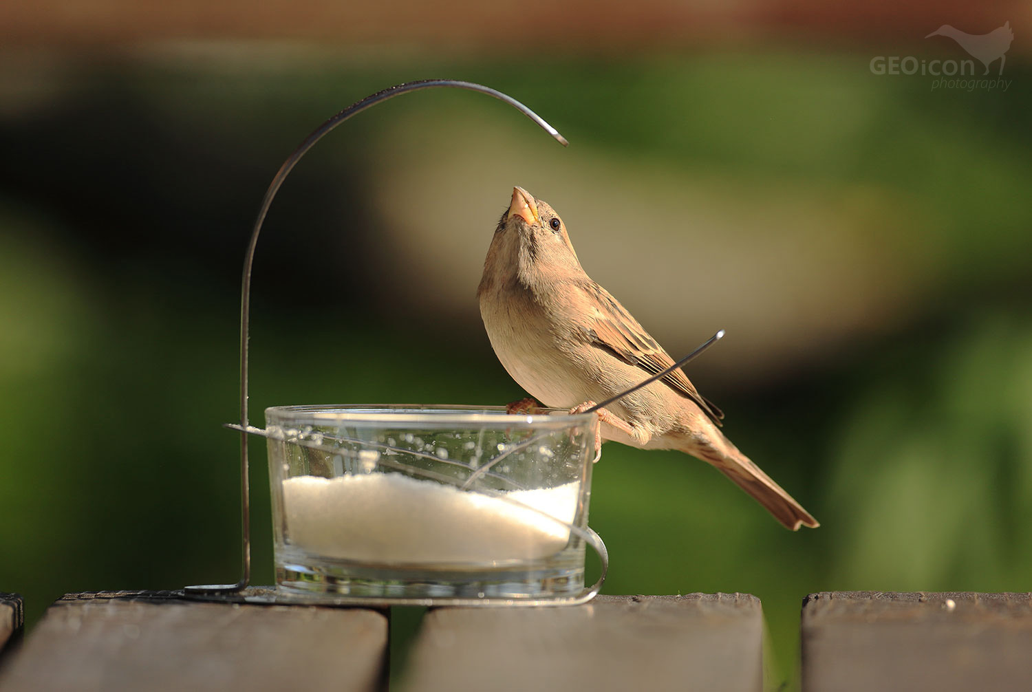House sparrow / vrabec domácí (Passer domesticus)
