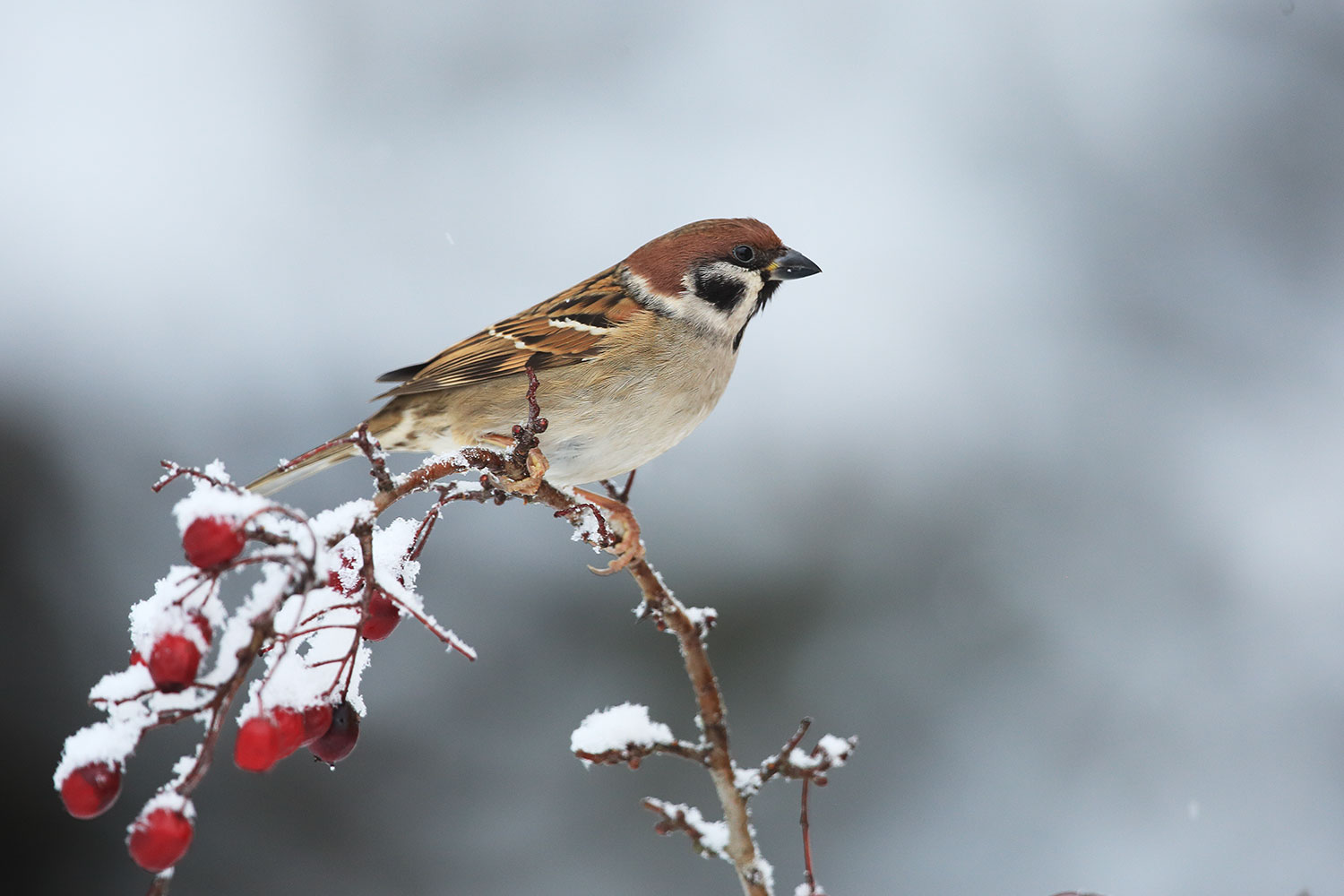 Tree sparrow / vrabec polní (Passer montanus)