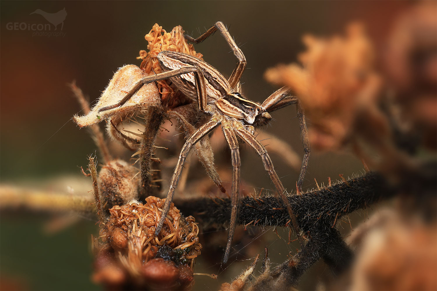 Spider sp. / lovčík hajní (Pisaura mirabilis)