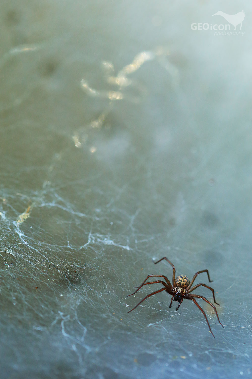 Hobo spider / pokoutník tmavý (Eretigena atrica)