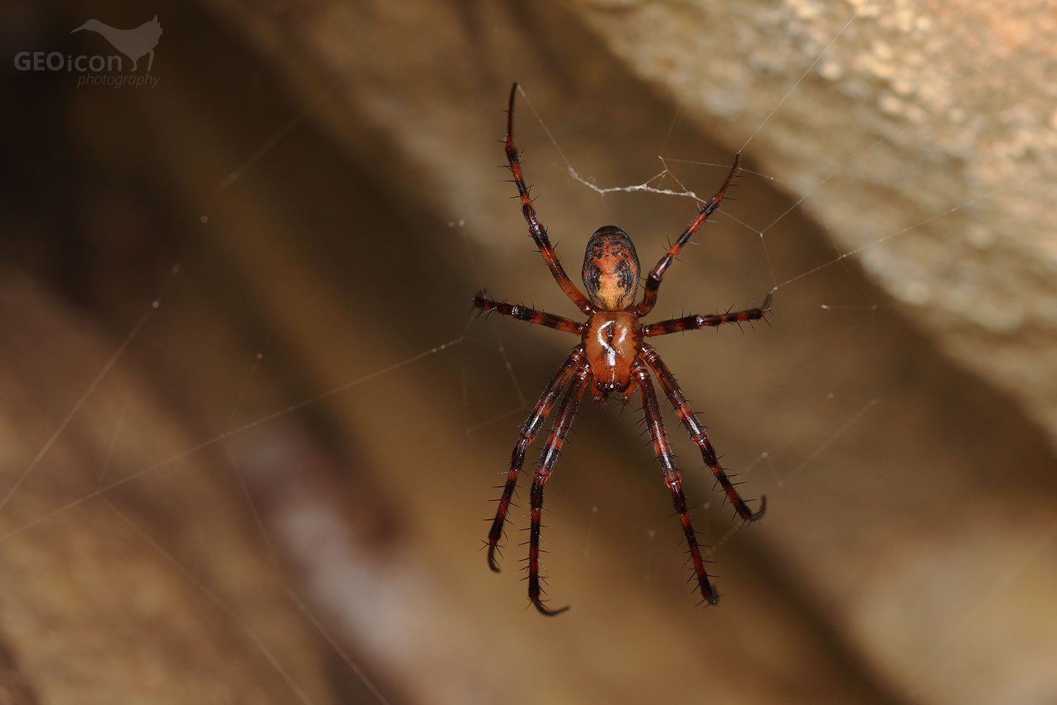 Spider sp. / meta temnostní (Meta menardi)