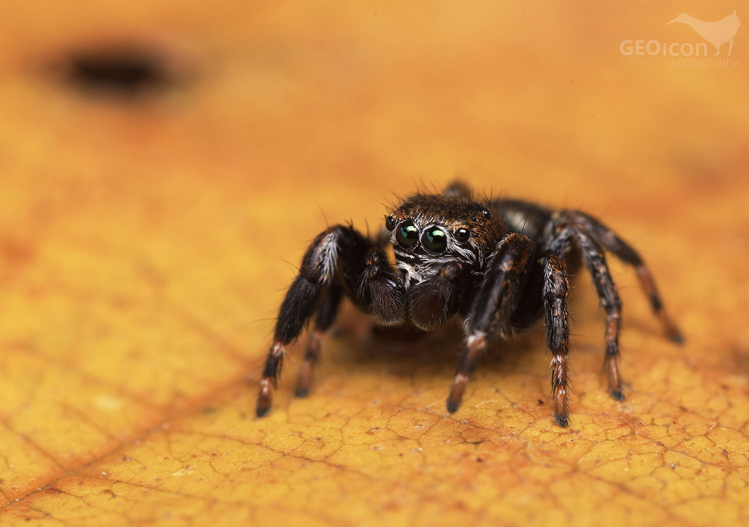 Jumping spider / skákavka černá (Evarcha arcuata)