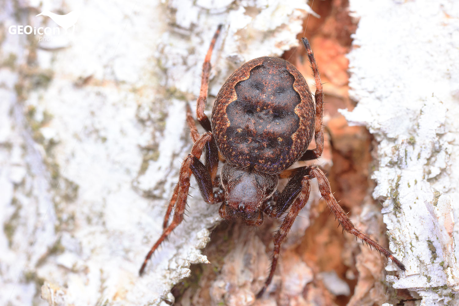 Walnut orb-weaver spider / křižák podkorní (Nuctenea umbratica)