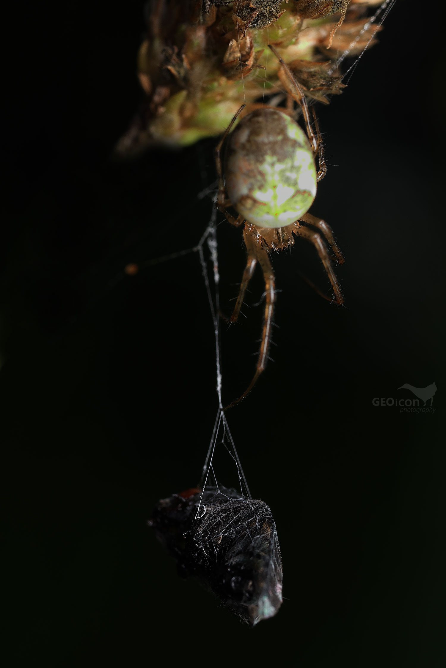 Spider sp. / meta podzimní (Metellina segmentata)