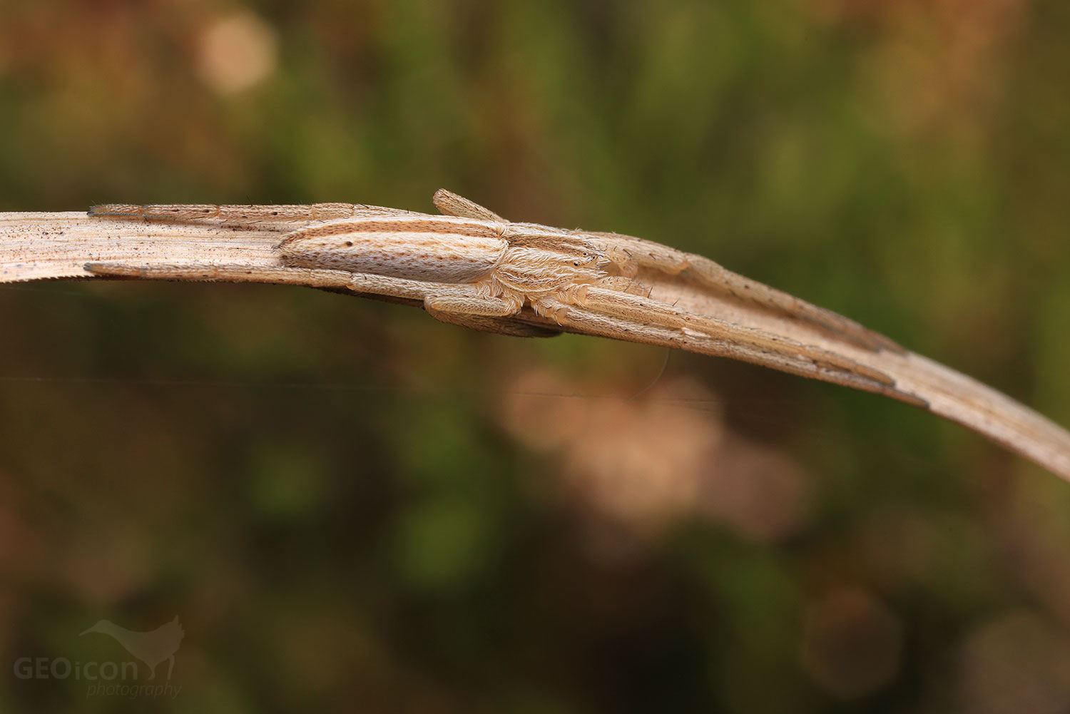 Spider sp. / listovník štíhlý (Tibellus oblongus)