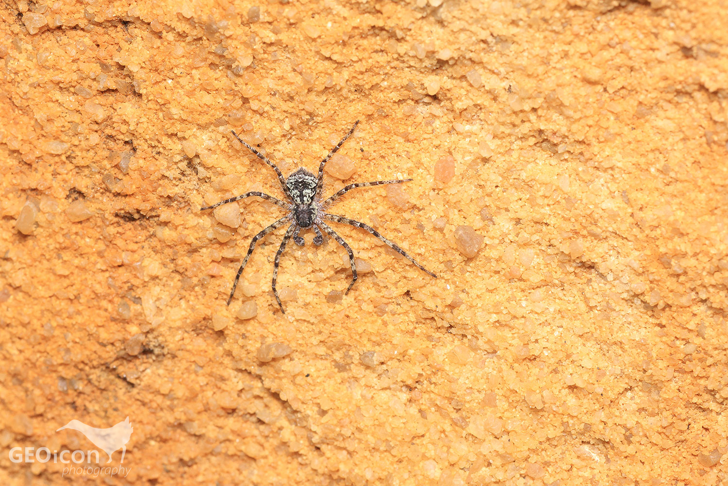 Wolf spider / slíďák ostnonohý (Acantholycosa norvegica)