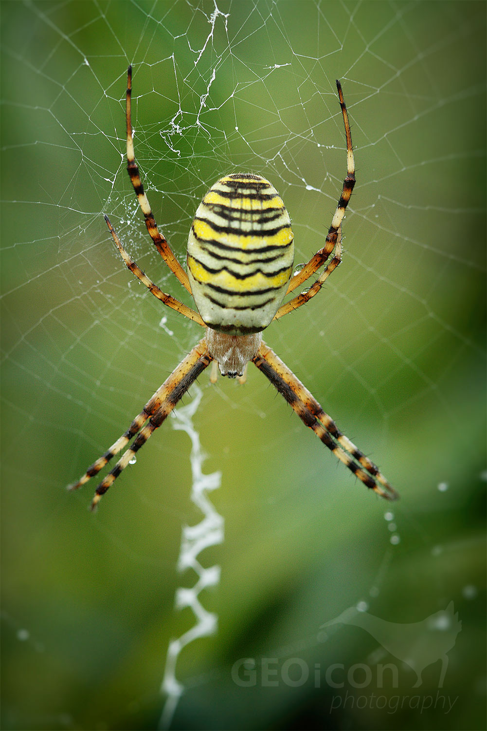 Wasp spider / křižák pruhovaný (Argiope bruennichi)