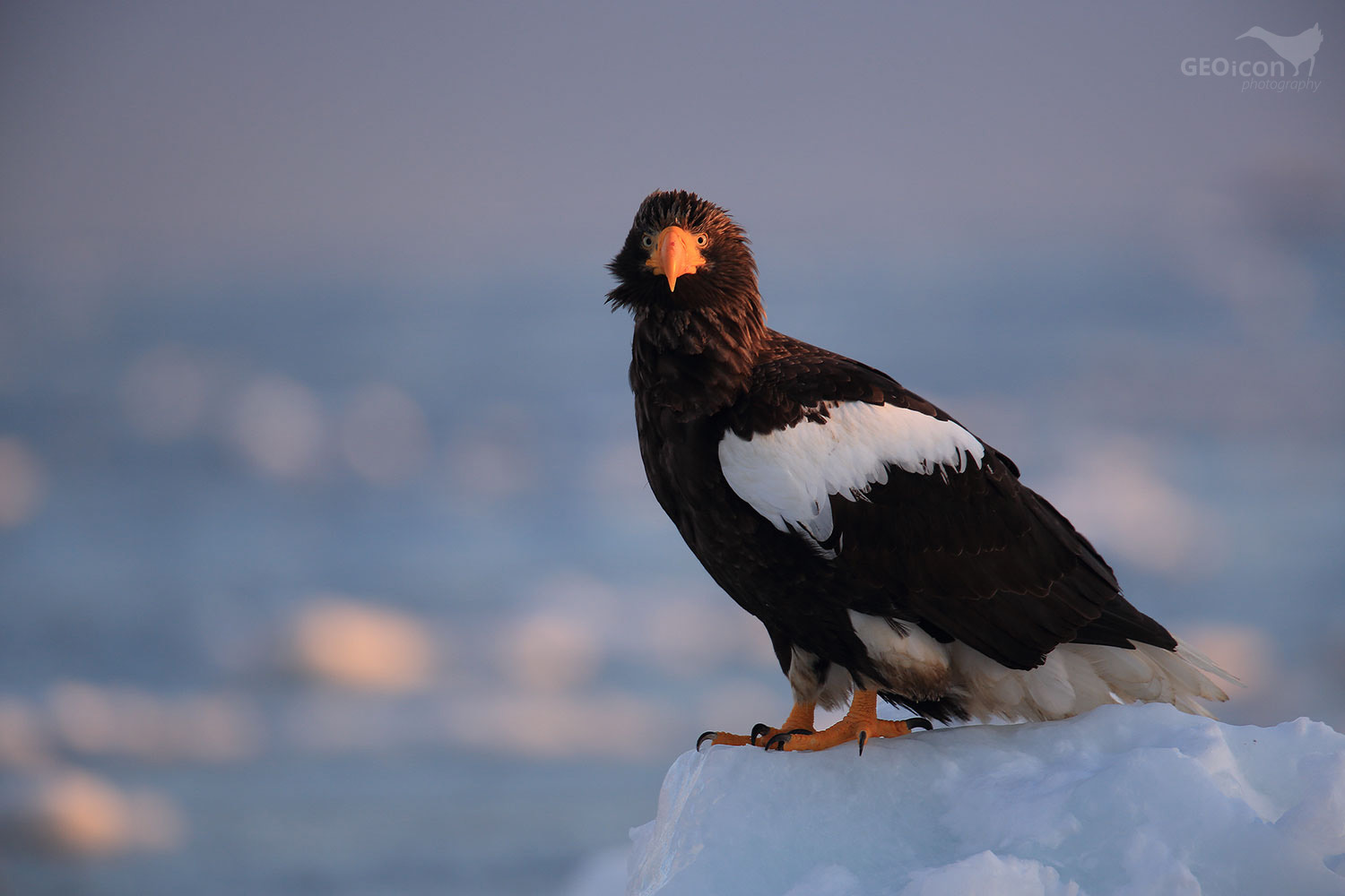 Steller´s Sea Eagle / orel východní (Halliaetus pelagicus)