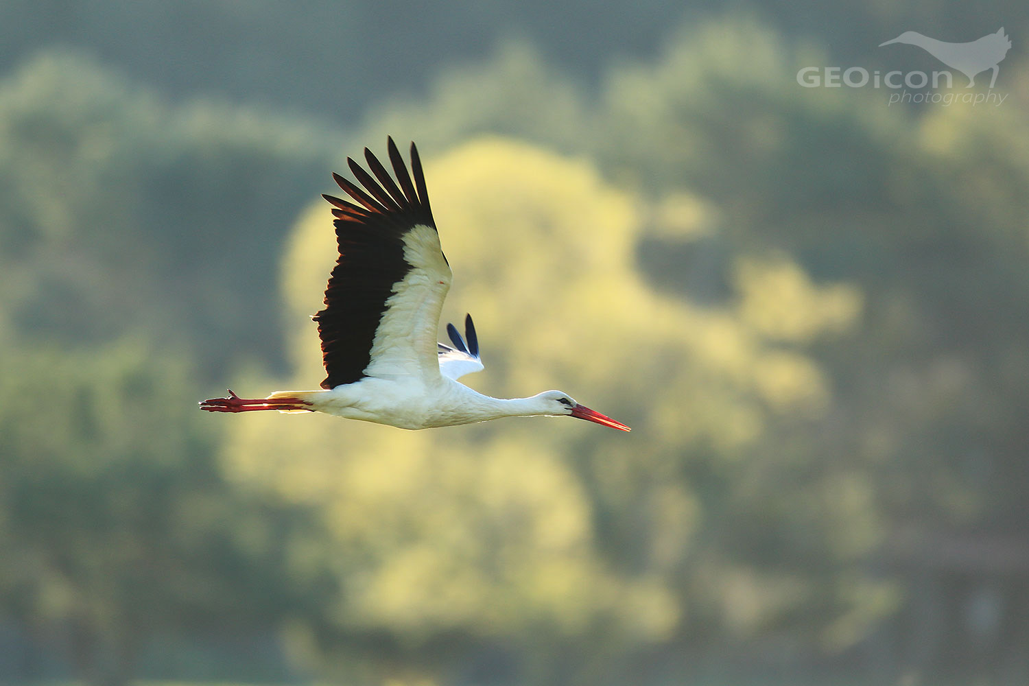 White Stork / čáp bílý (Ciconia ciconia)