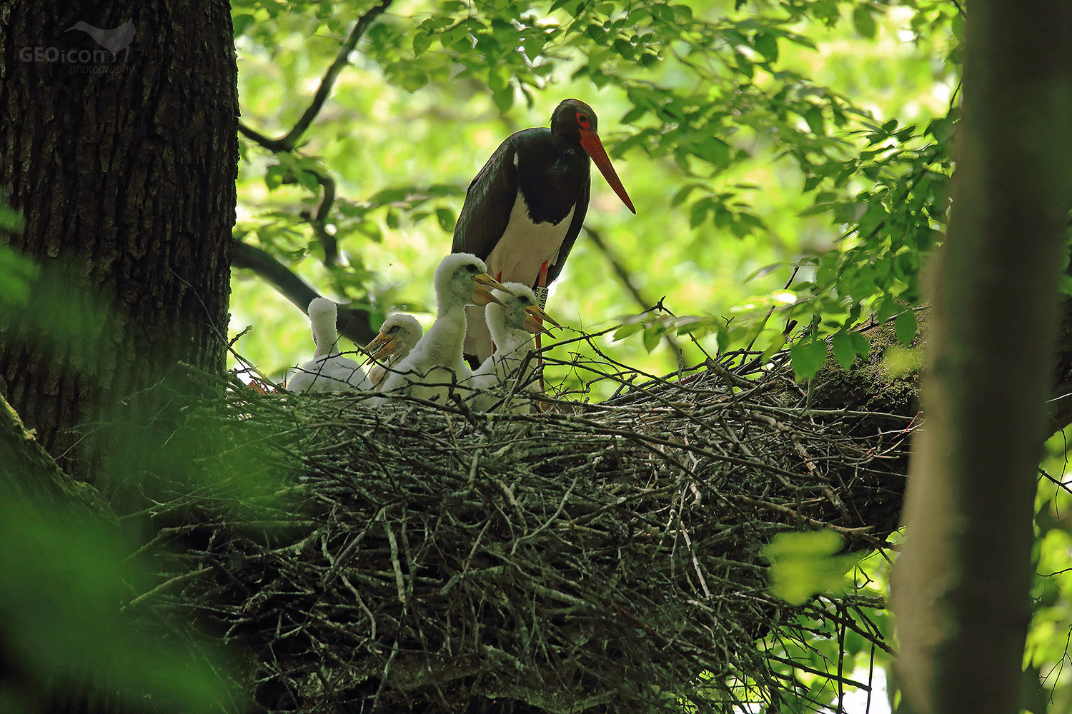 Black Stork / čáp černý (Ciconia nigra)