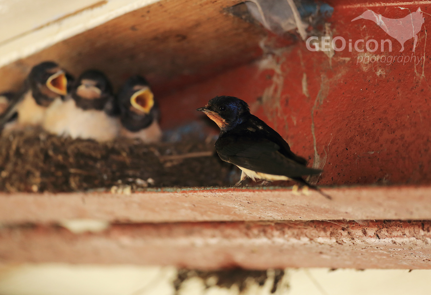 Barn swallow /vlaštovka obecná (Hirundo rustica)