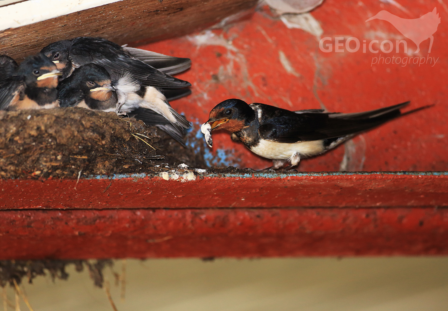 Barn swallow /vlaštovka obecná (Hirundo rustica)