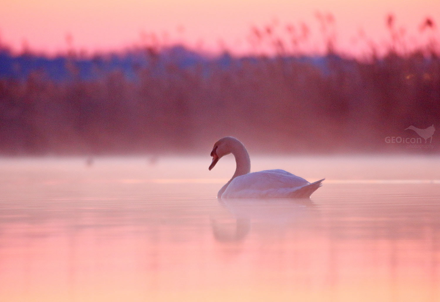 Mute swan / labuť velká (Cygnus olor)