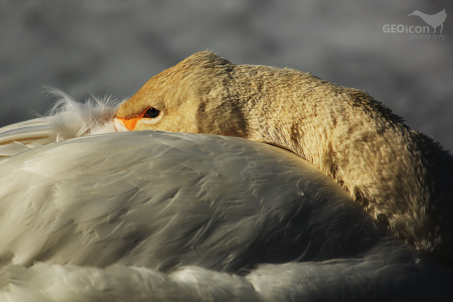 Whooper swan / labuť zpěvná (Cygnus cygnus)