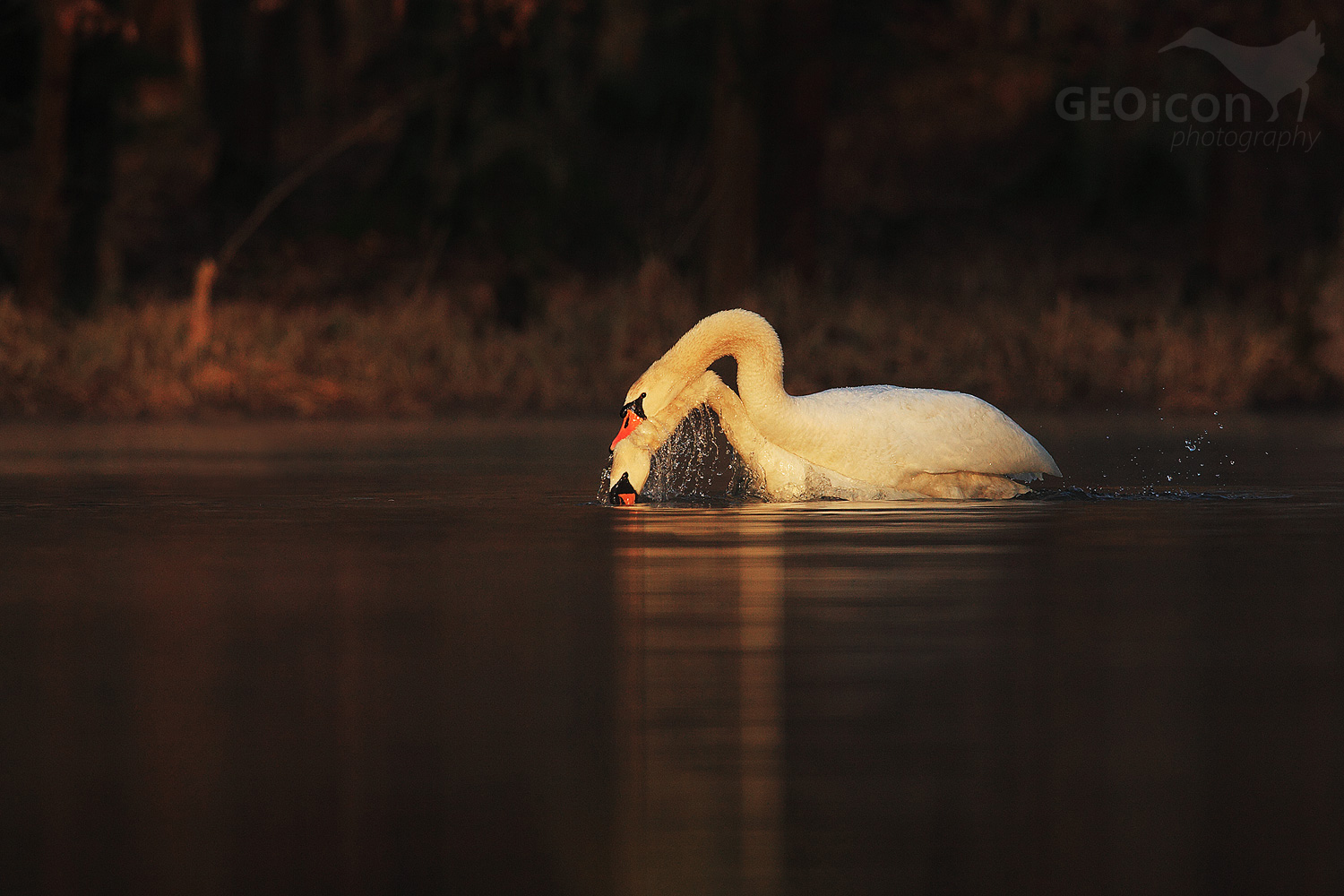 Mute swan / labuť velká (Cygnus olor)