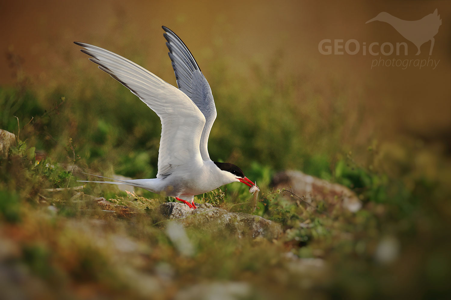 Arctic tern / rybák dlouhoocasý (Sterna paradisaea)