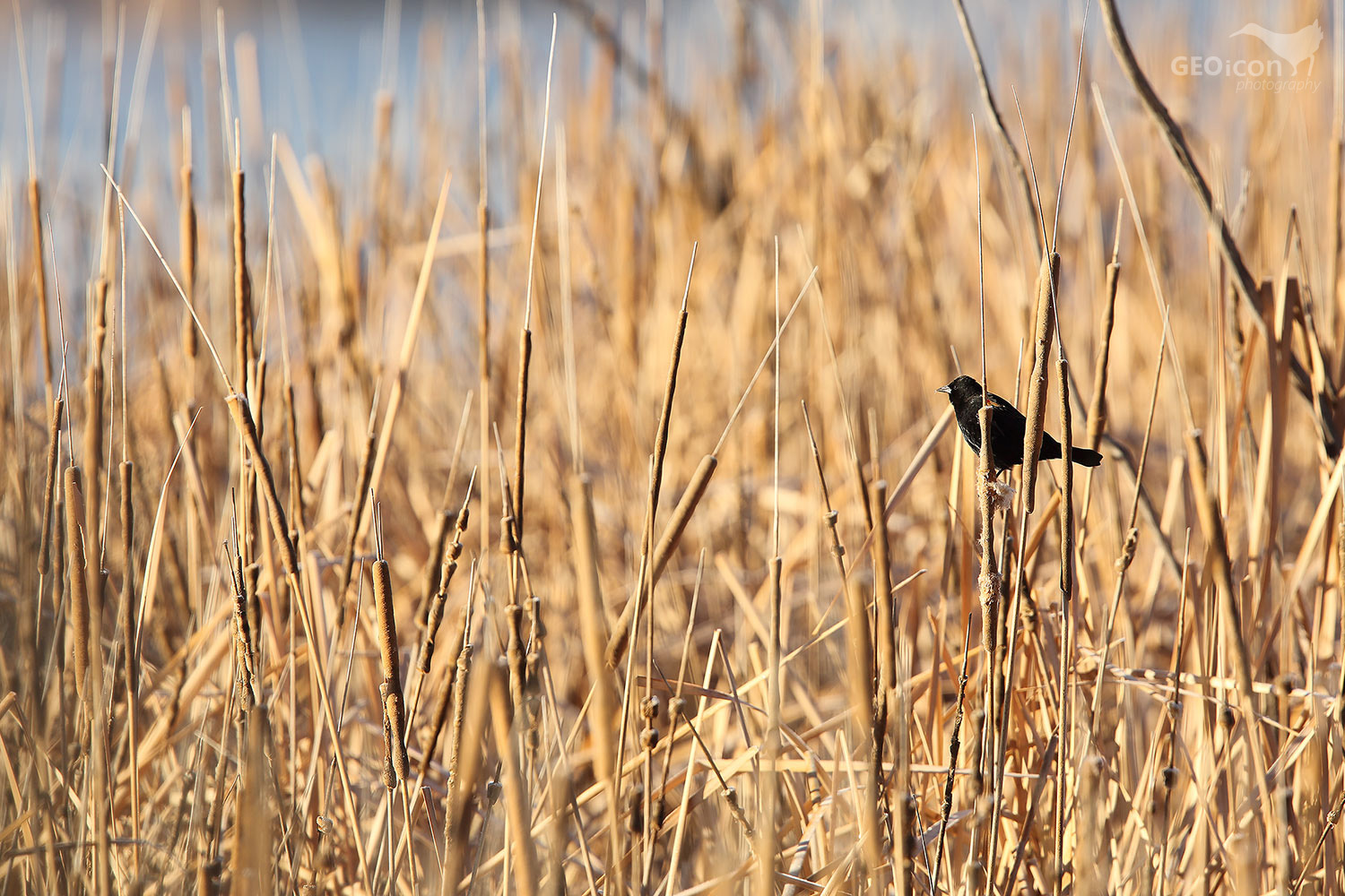 Red-winged blackbird / vlhovec červenokřídlý (Agelaius phoeniceus)