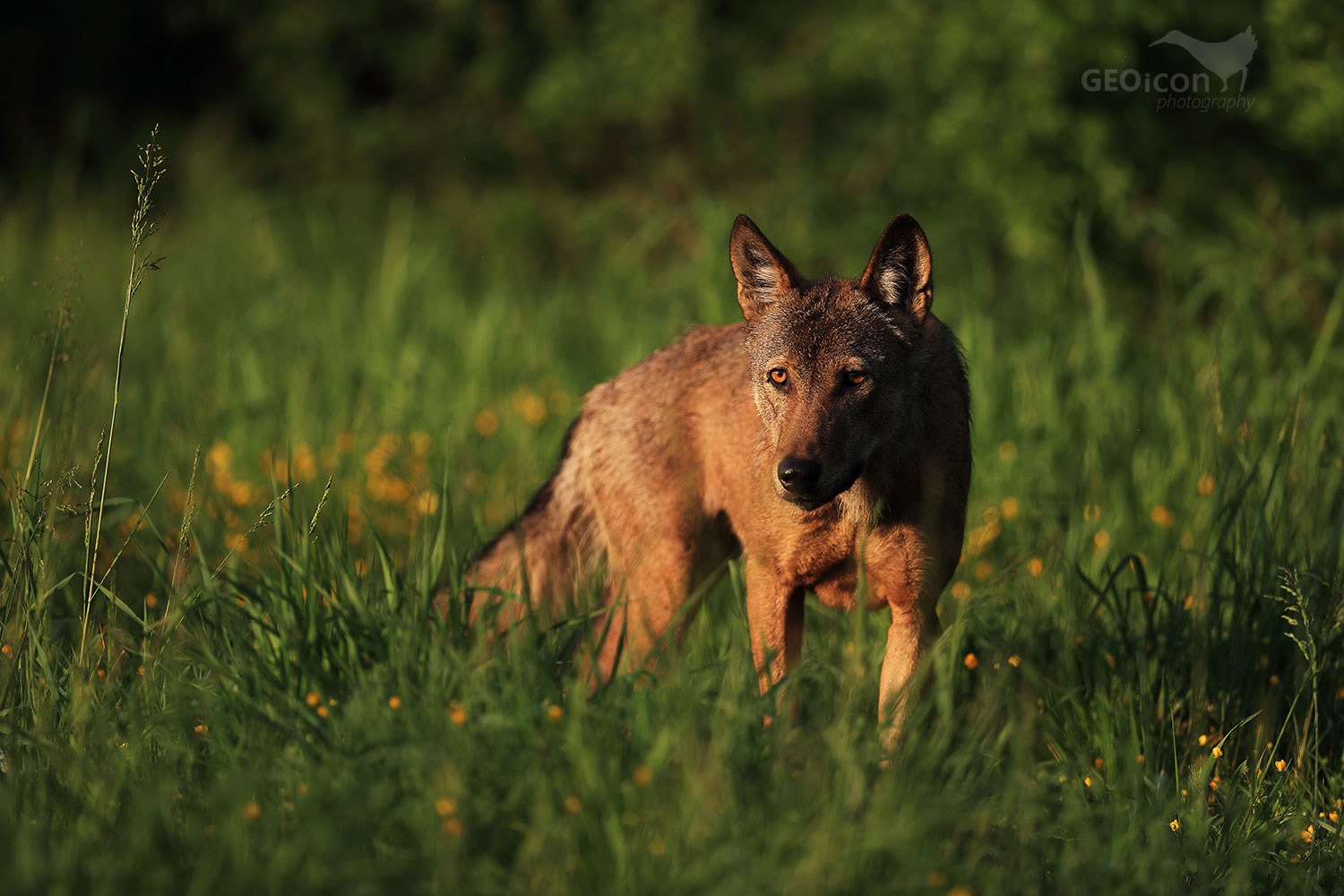 Volf / vlk obecný (Canis lupus)