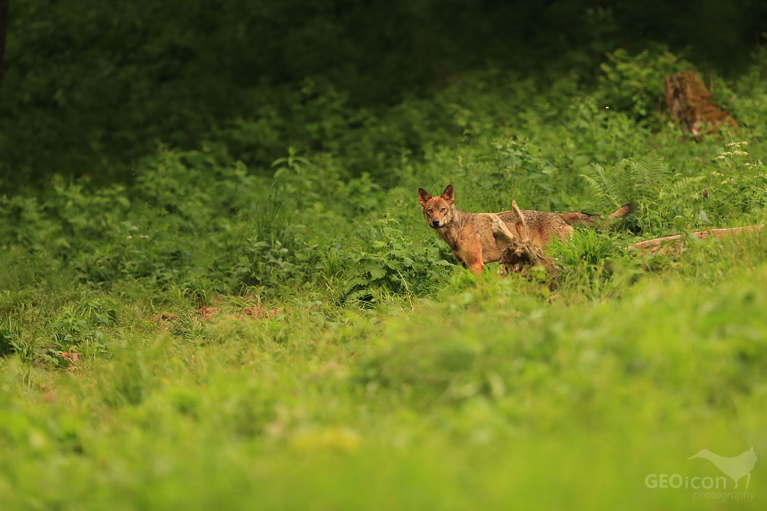 Volf / vlk obecný (Canis lupus)