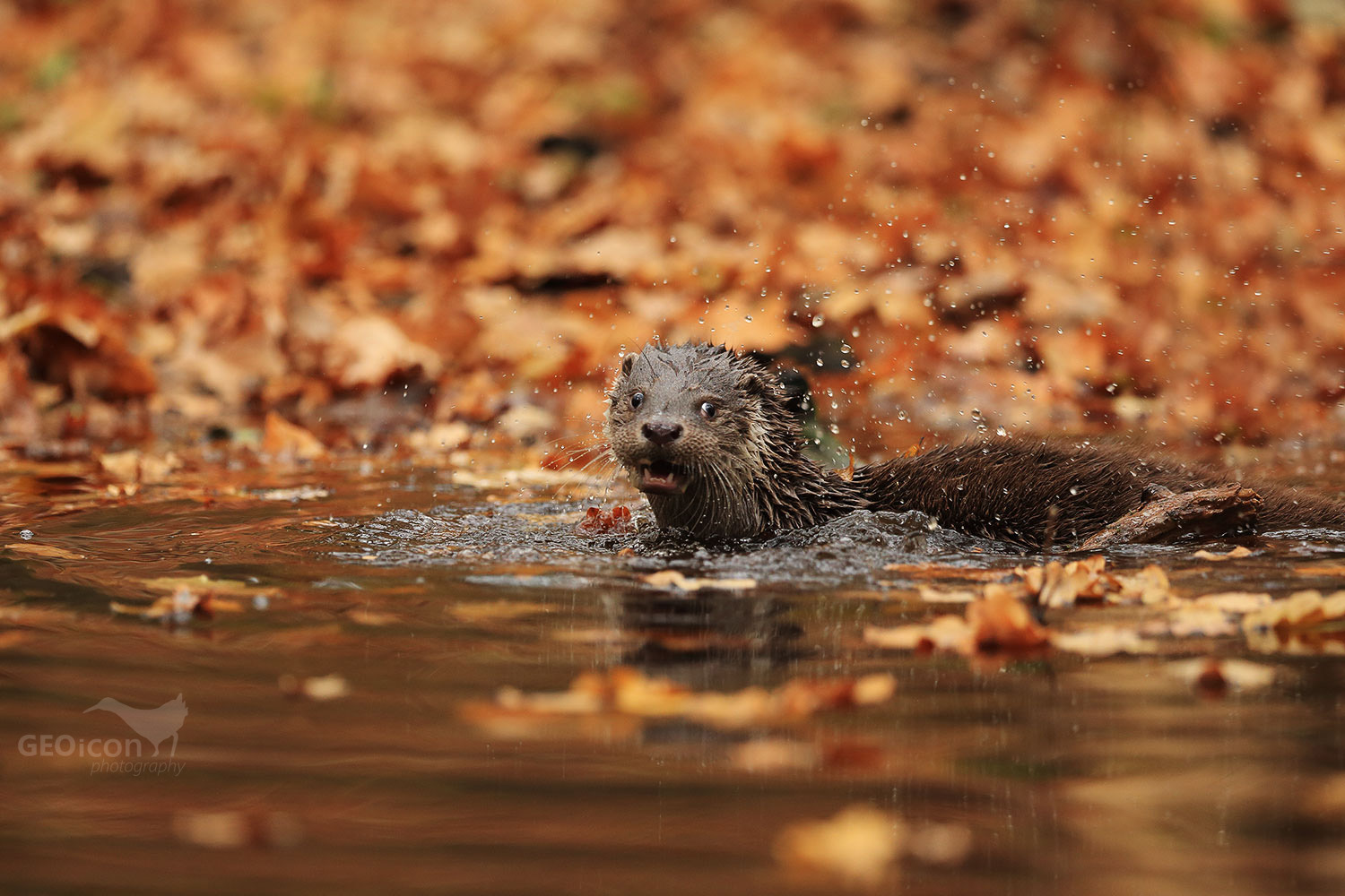 Otter / vydra říční (Lutra lutra)