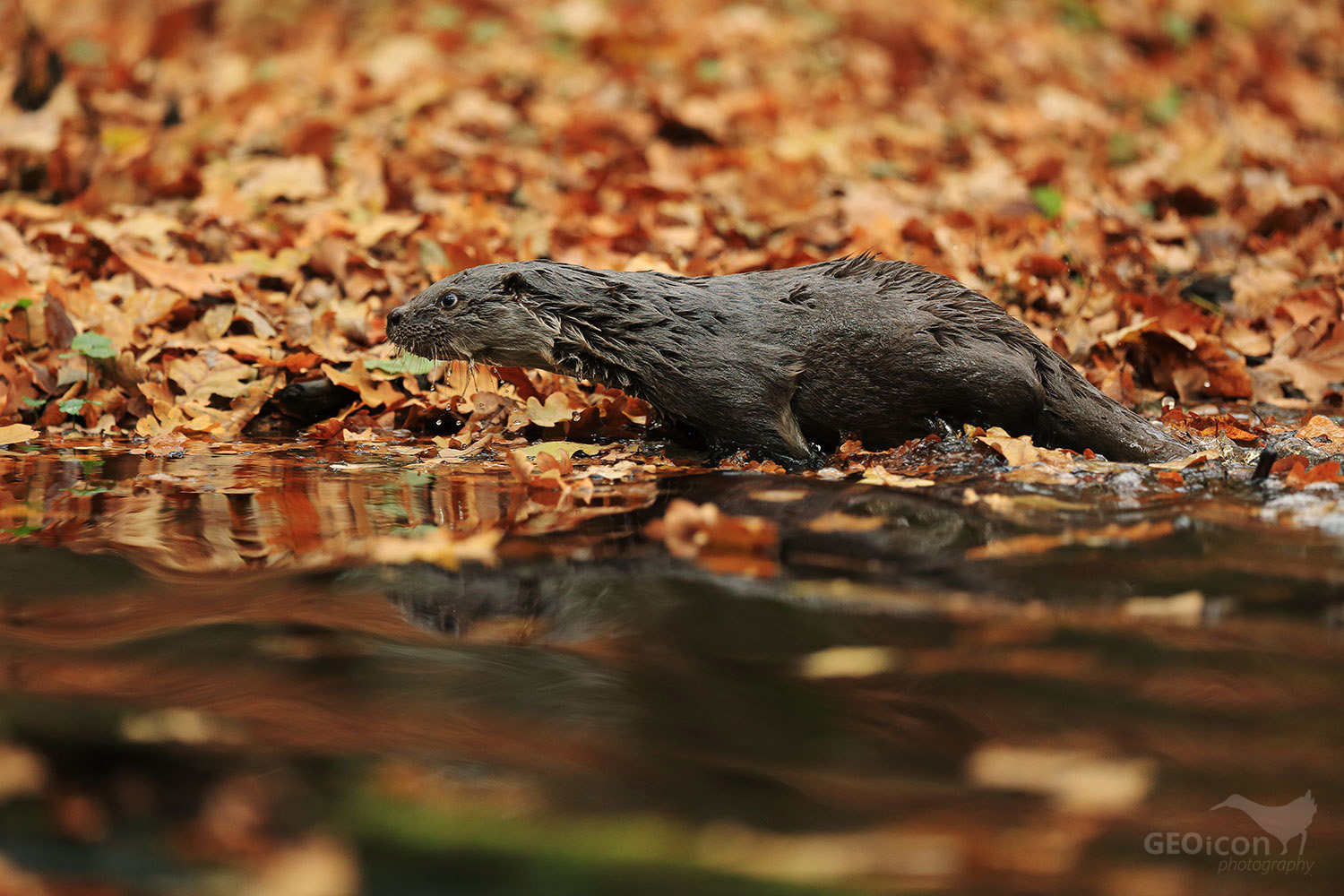 Otter / vydra říční (Lutra lutra)