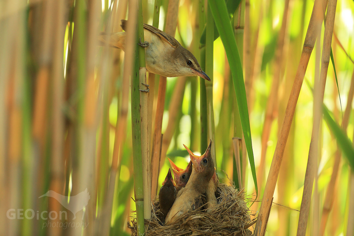 Great reed warbler / rákosník velký (Acrocephalus arundinaceus)