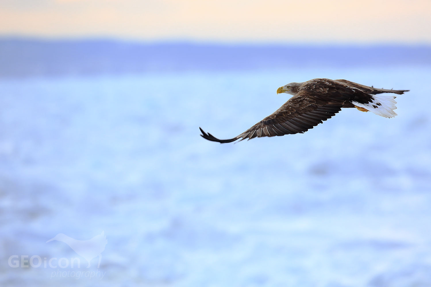 White-tailed eagle / oral mořský (Haliaeetus albicilla)