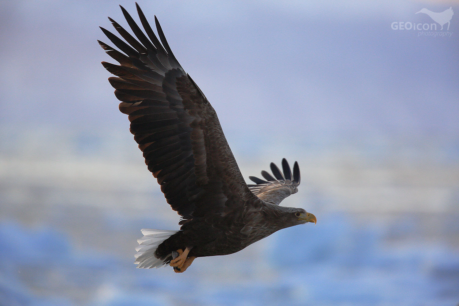 White-tailed eagle / oral mořský (Haliaeetus albicilla)