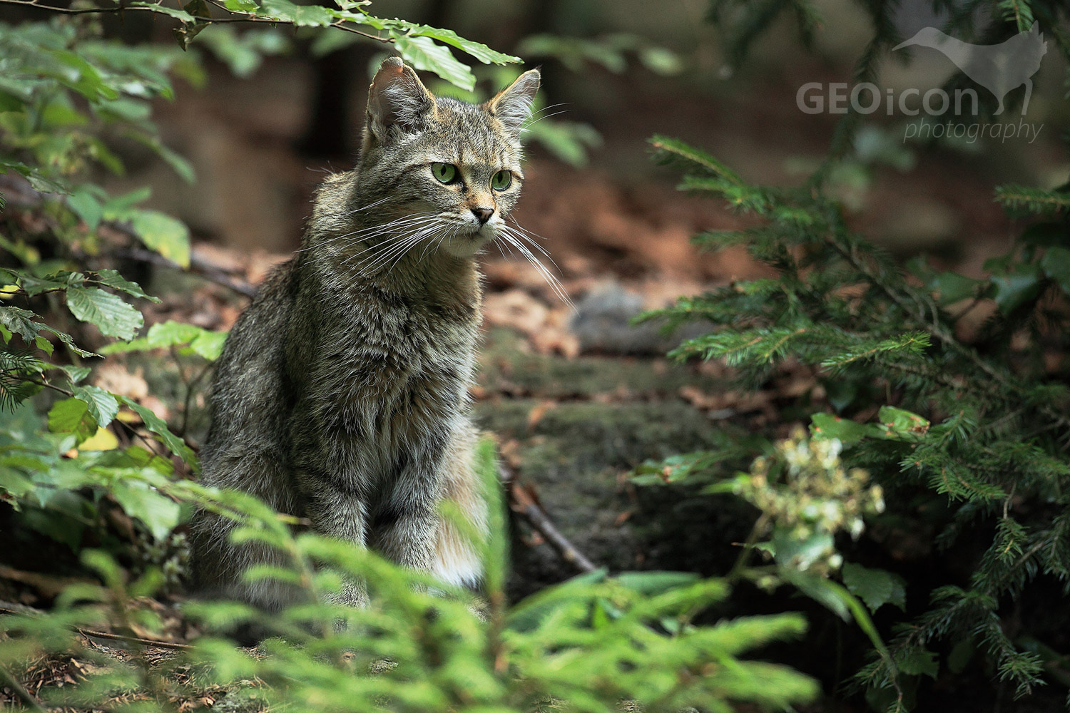 Wildcat / kočka divoká (Felis silvestris silvestris)