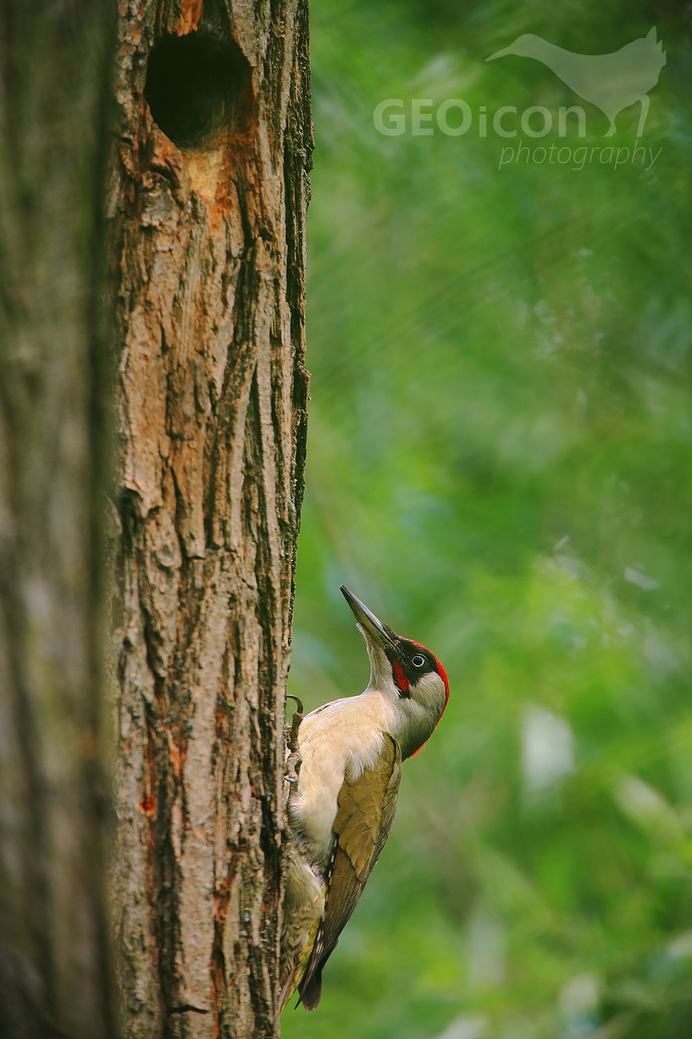 Green Woodpecker, žluna zelená (Picus viridis)