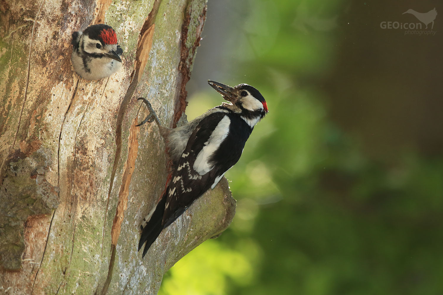 Great spotted woodpecker / strakapoud velký (Dendrocopos major)