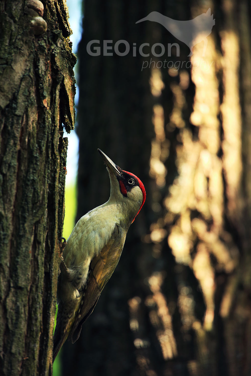 Green Woodpecker, žluna zelená (Picus viridis)