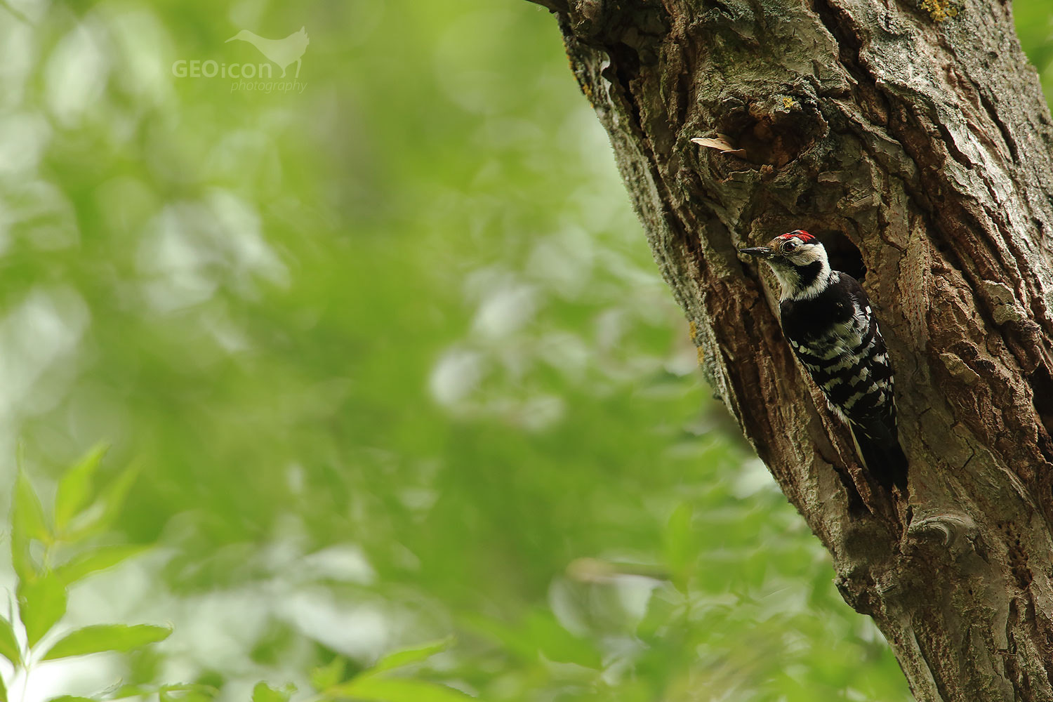 Lesser spotted woodpecker / strakapoud malý (Dendrocopos minor)