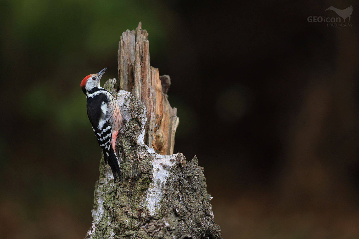 Middle spotted woodpecker / strakapoud velký (Dendrocopos medius)