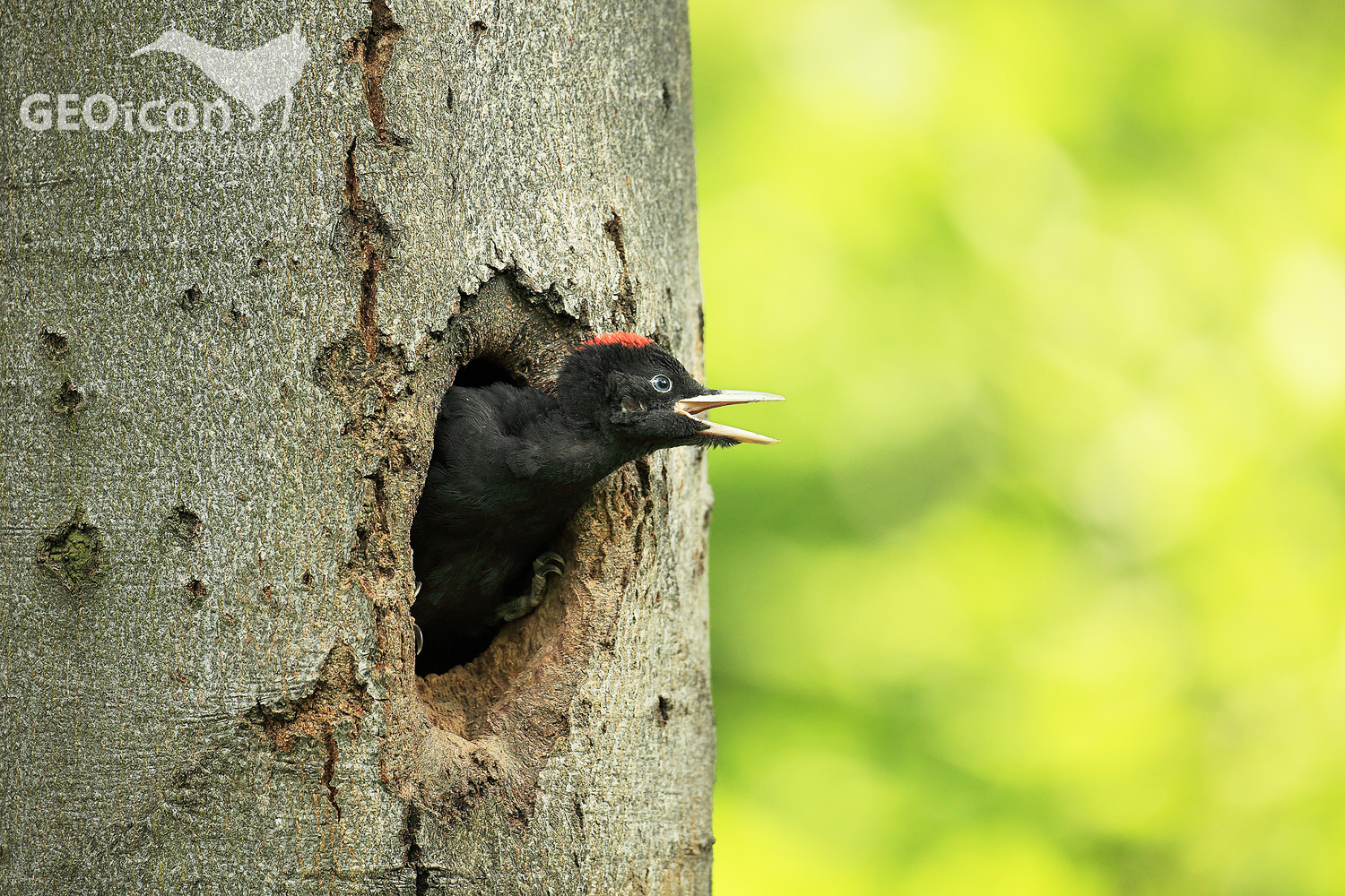 Black woodpecker / datel černý (Dryocopus martius)