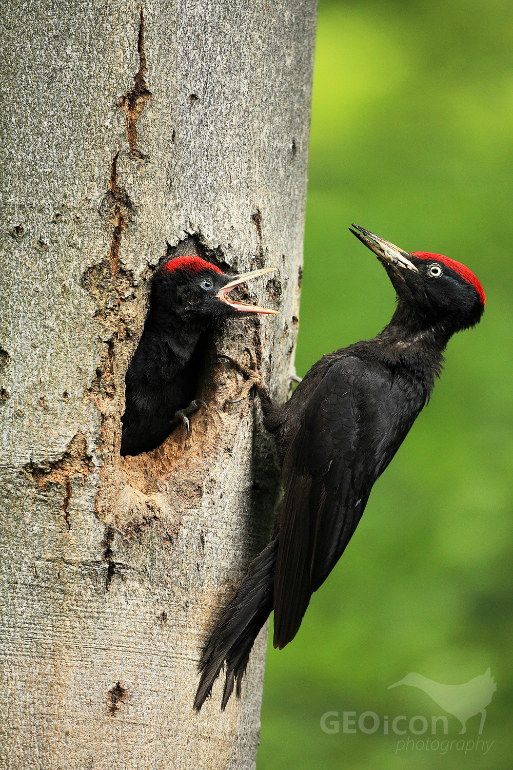 Black woodpecker / datel černý (Dryocopus martius)