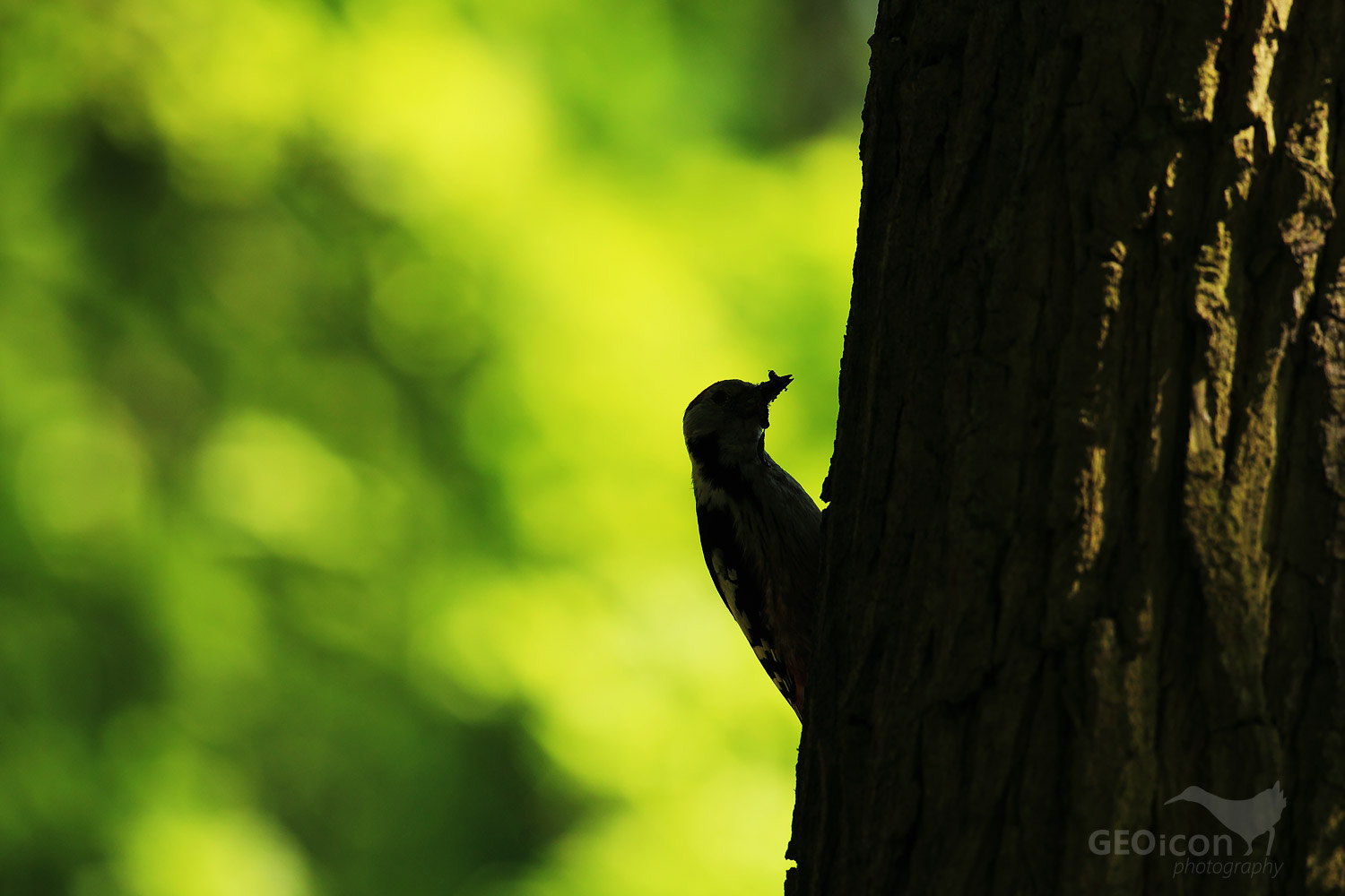 Middle spotted woodpecker / strakapoud velký (Dendrocopos medius)