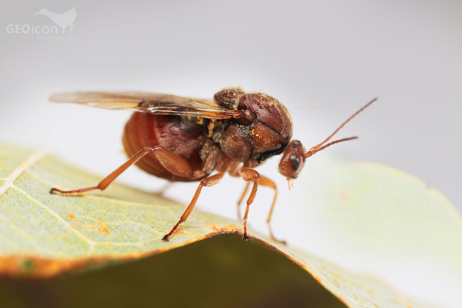 Gall wasp / žlabatka dubová (Cynips quercusfolii)