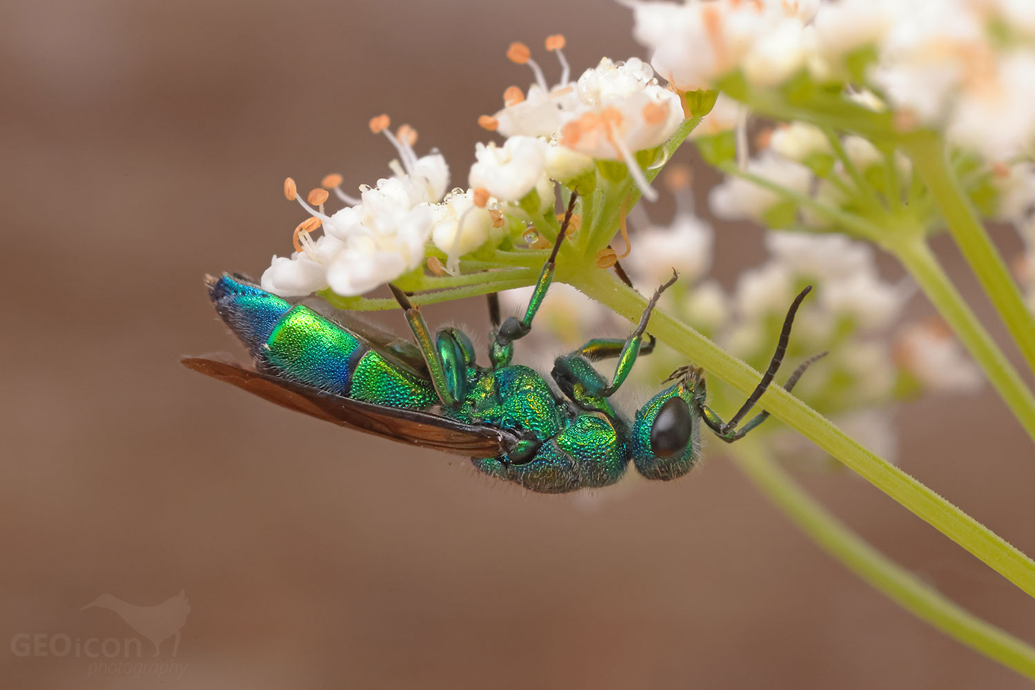 Chrysis iris