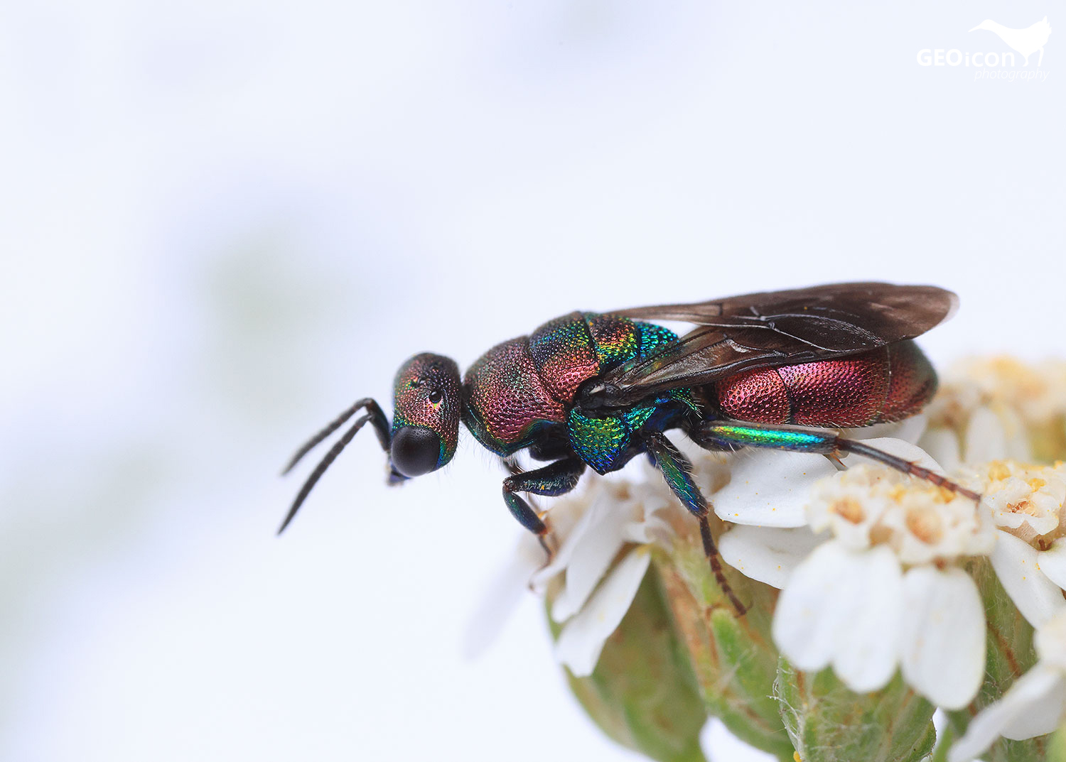 Cuckoo wasp / zlatěnka vínová (Hedychrum rutilans)
