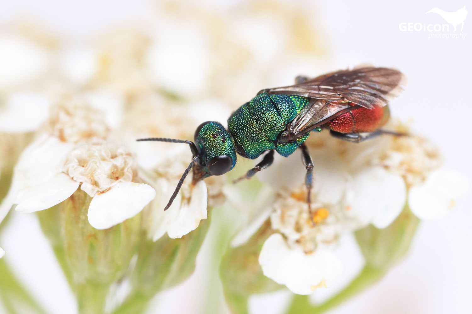 Cuckoo wasp / zlatěnka (Hedychrum gerstaeckeri)