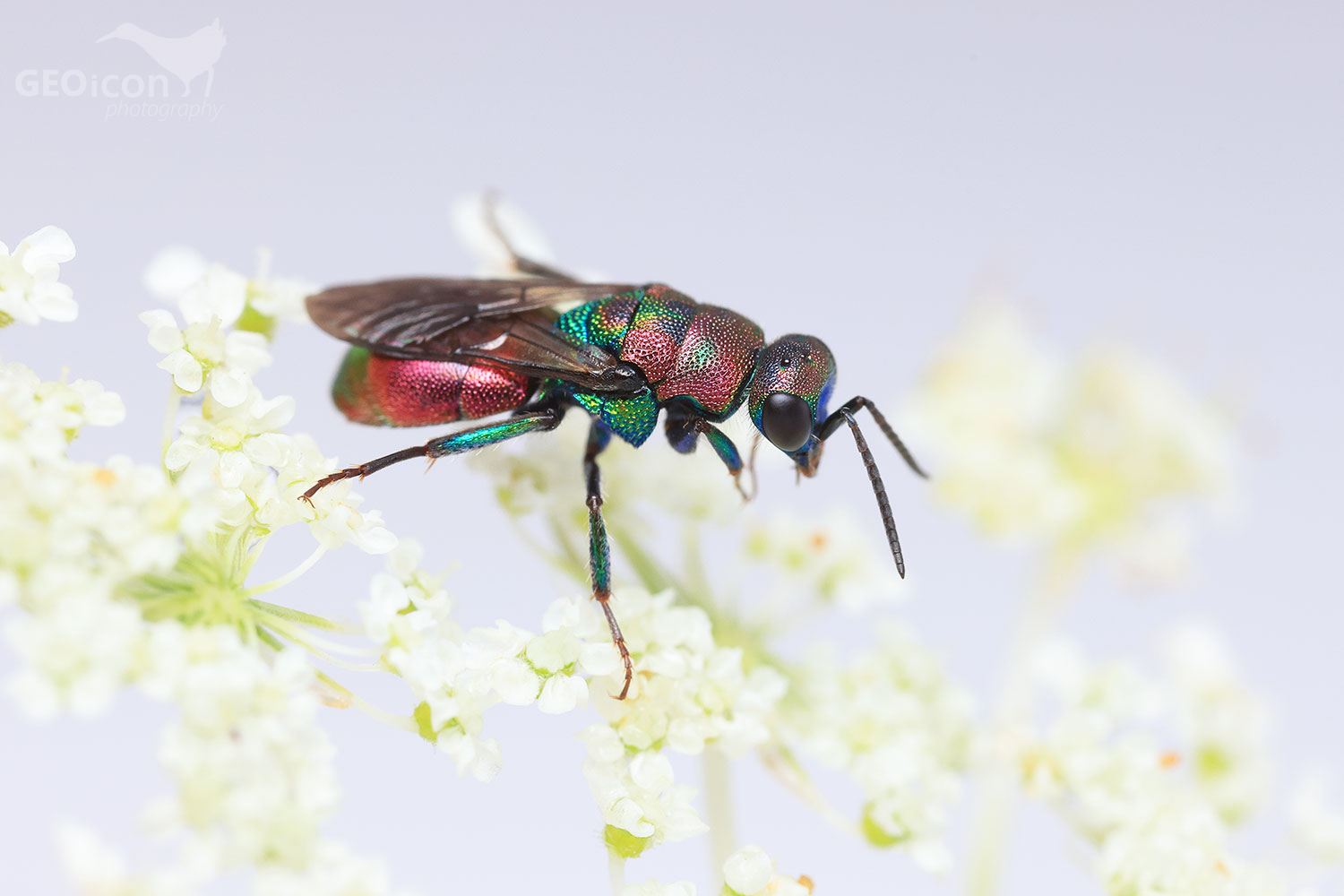 Cuckoo wasp / zlatěnka (Hedychrum gerstaeckeri)