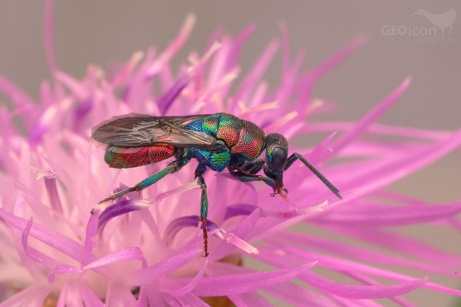 Hedychrum rutilans