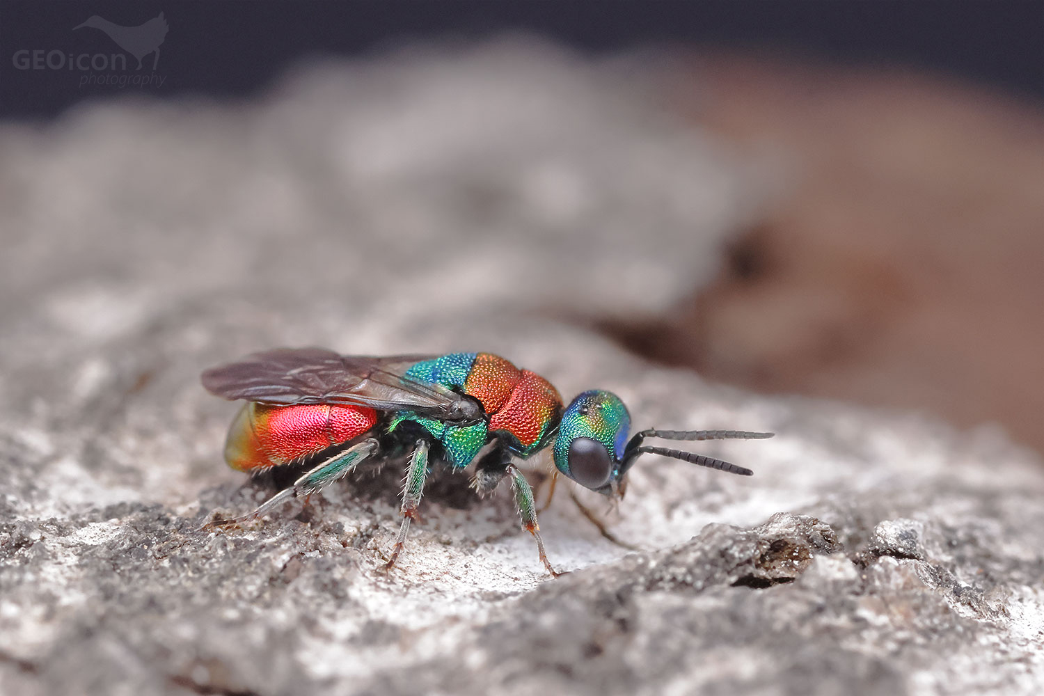 Cuckoo wasp / zlatěnka (Hedychrum niemelai)